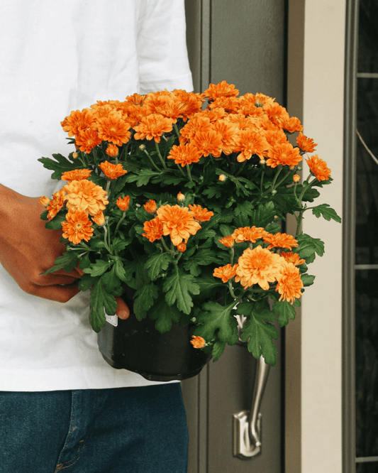 Fall Mums - LandscapeDirect