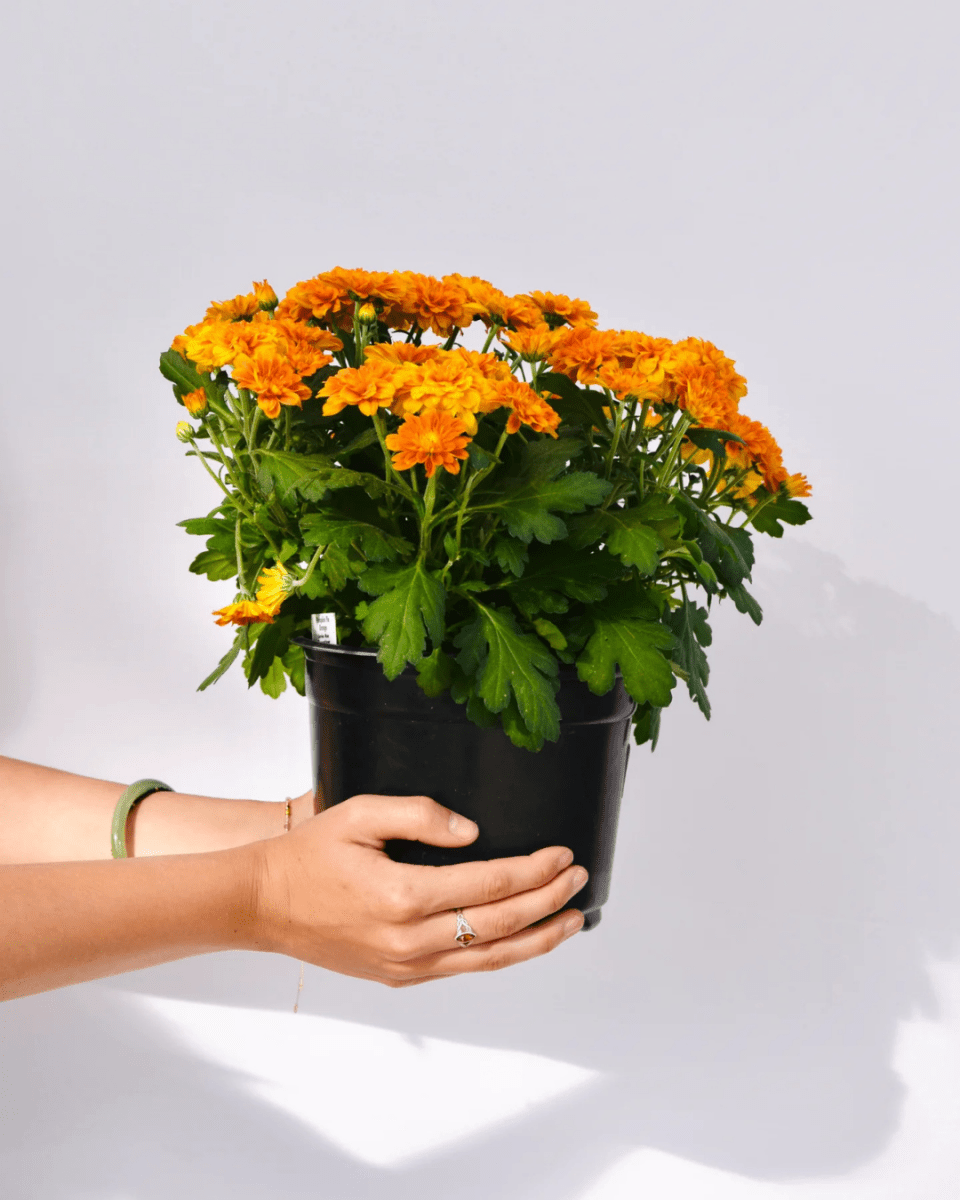 Fall Mums - LandscapeDirect