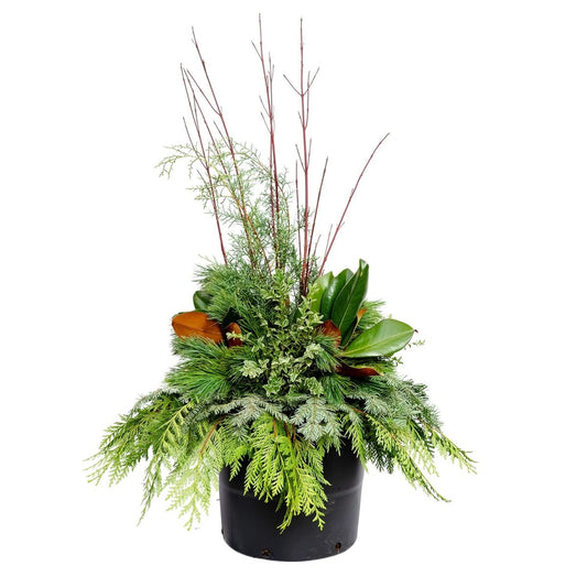 Fancy Greens & Dogwood Winter Porch Pot - LandscapeDirect