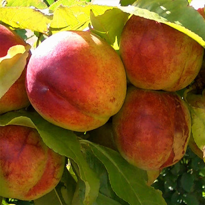 Fantasia Nectarine - LandscapeDirect