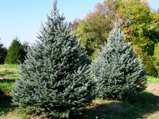 Fat Albert Colorado Spruce - LandscapeDirect