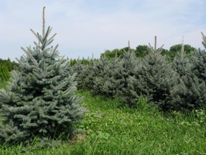 Fat Albert Colorado Spruce