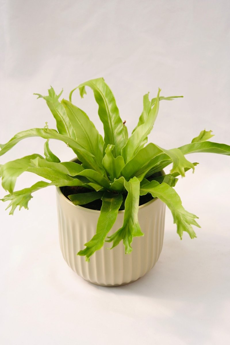 Fern Bird's Nest 5" Regular - LandscapeDirect