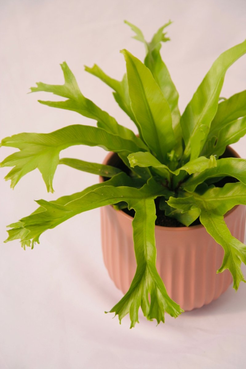 Fern Bird's Nest 5" Regular - LandscapeDirect
