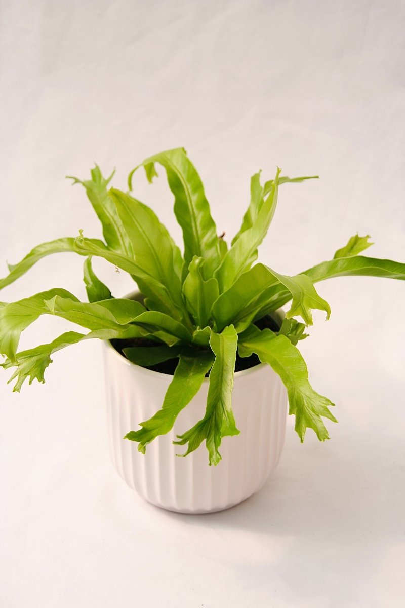 Fern Bird's Nest 5" Regular - LandscapeDirect