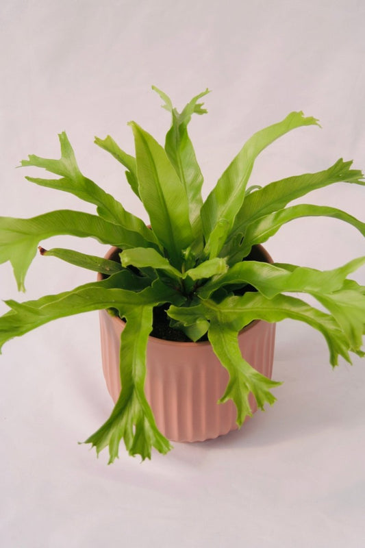 Fern Bird's Nest 5" Regular - LandscapeDirect