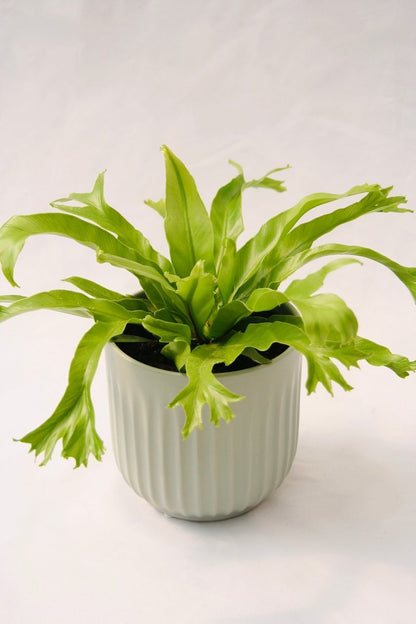 bird's nest fern 32.5 Fern Bird's Nest 5" Regular – LandscapeDirect