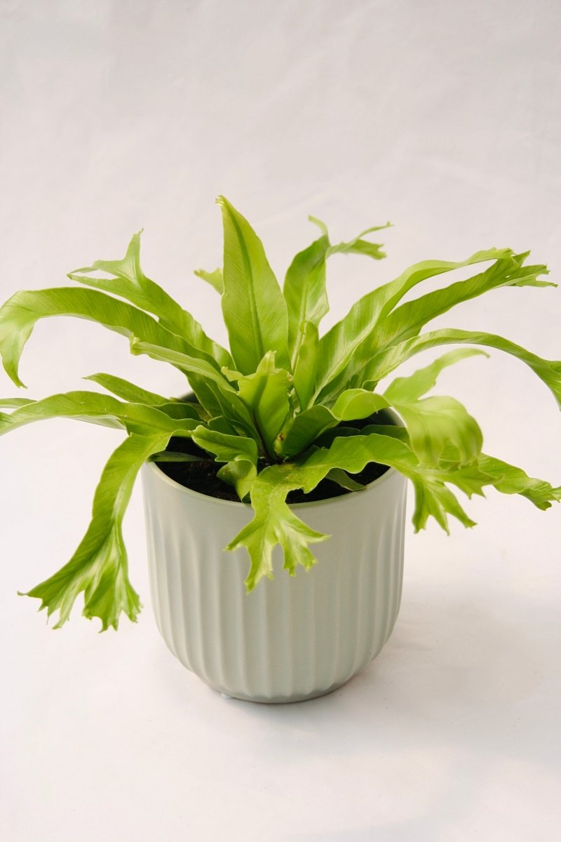 Fern Bird's Nest 5" Regular - LandscapeDirect
