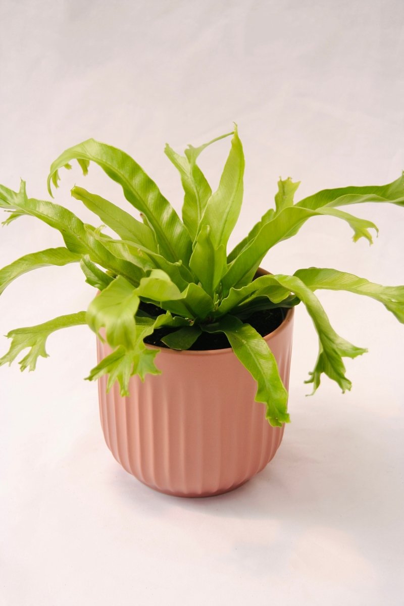 Fern Bird's Nest 5" Regular - LandscapeDirect