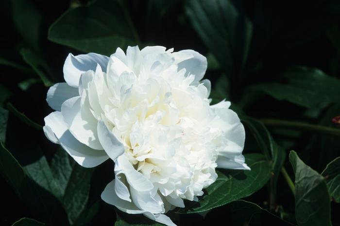 Festiva Maxima Peony - LandscapeDirect
