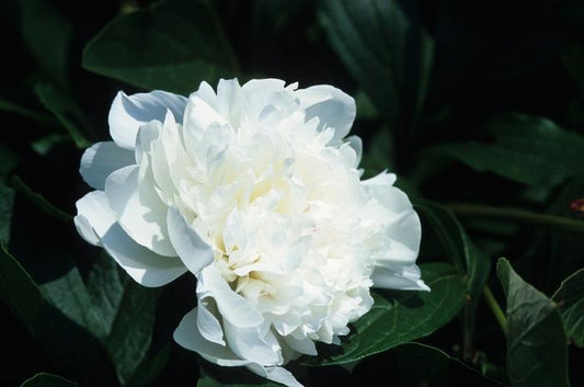 Festiva Maxima Peony - LandscapeDirect