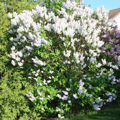 Fiala Remembrance Lilac - LandscapeDirect