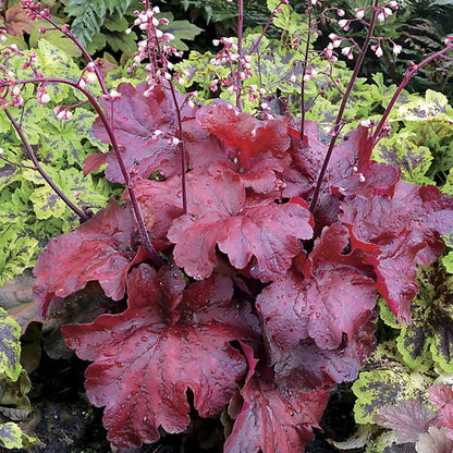 Fire Alarm Coral Bells - LandscapeDirect