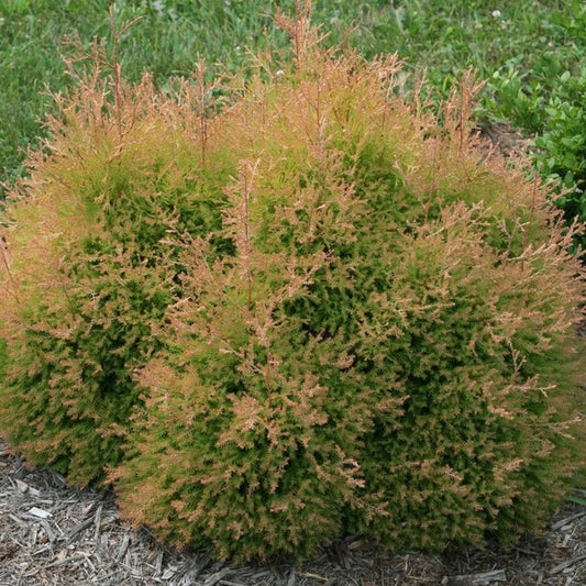 Fire Chief Cedar - LandscapeDirect