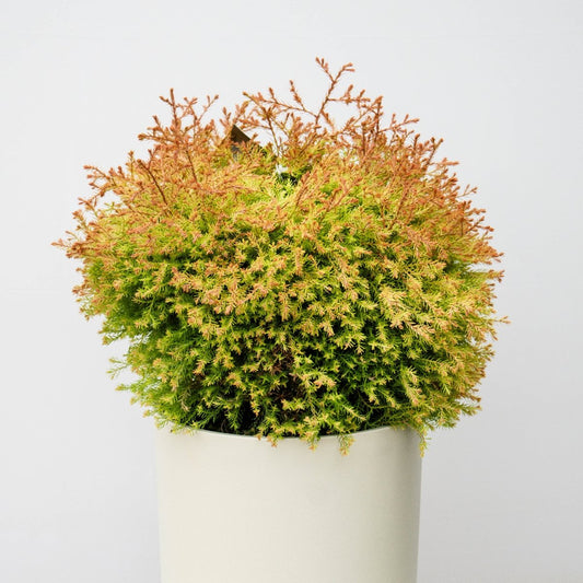 Fire Chief Cedar - LandscapeDirect
