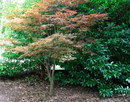 Fire Glow Japanese Maple - LandscapeDirect