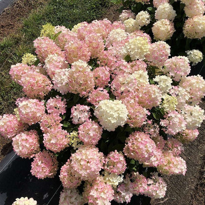 Fire Light Tidbit Hydrangea - LandscapeDirect