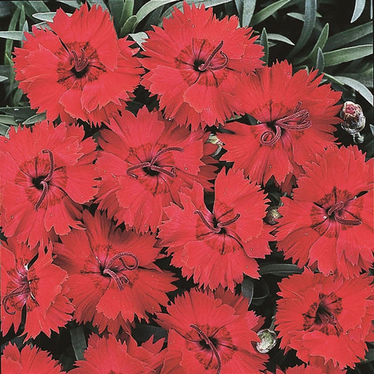 Fire Star Improved Dianthus - LandscapeDirect
