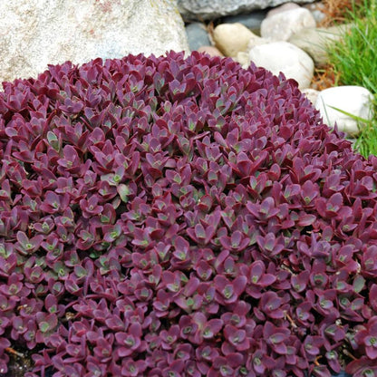 Firecracker Stonecrop - LandscapeDirect