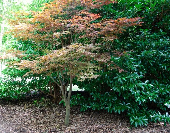 Fire Glow Japanese Maple