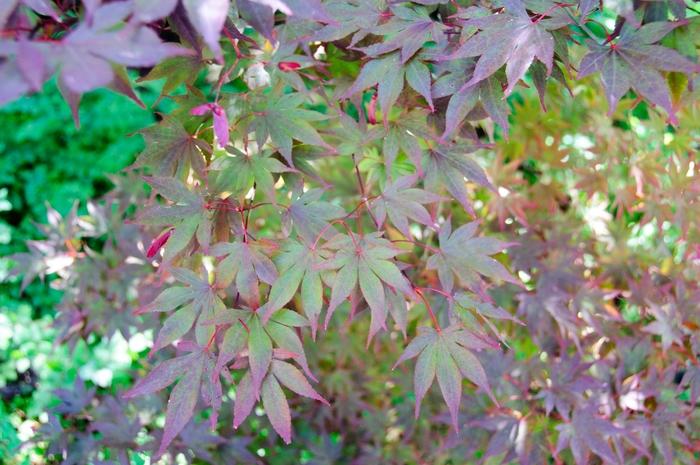 Fire Glow Japanese Maple