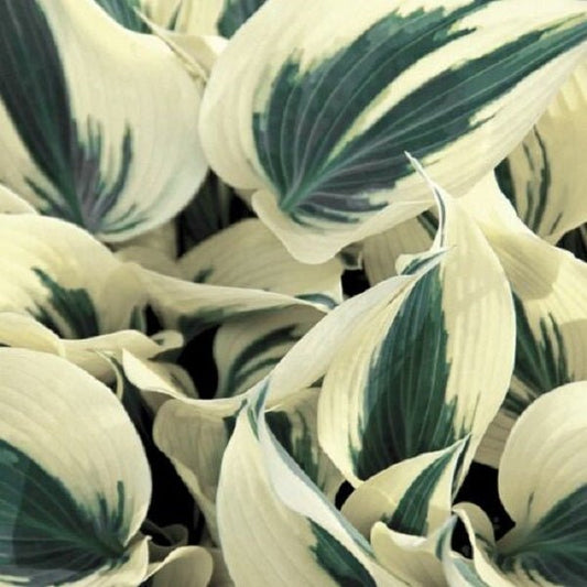 Firn Line Plantain Lily - LandscapeDirect