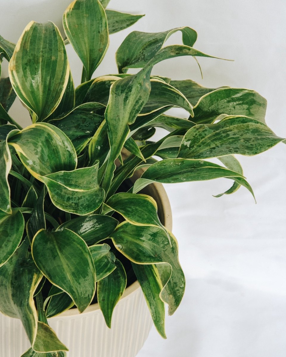 First Frost Plantain Lily - LandscapeDirect