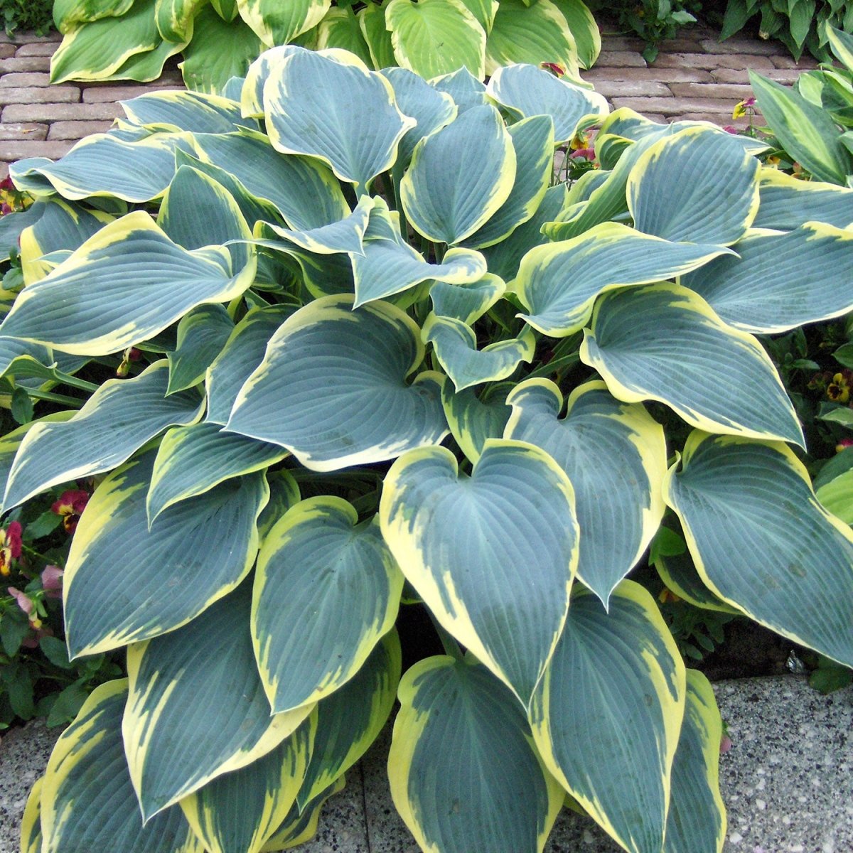 First Frost Plantain Lily - LandscapeDirect