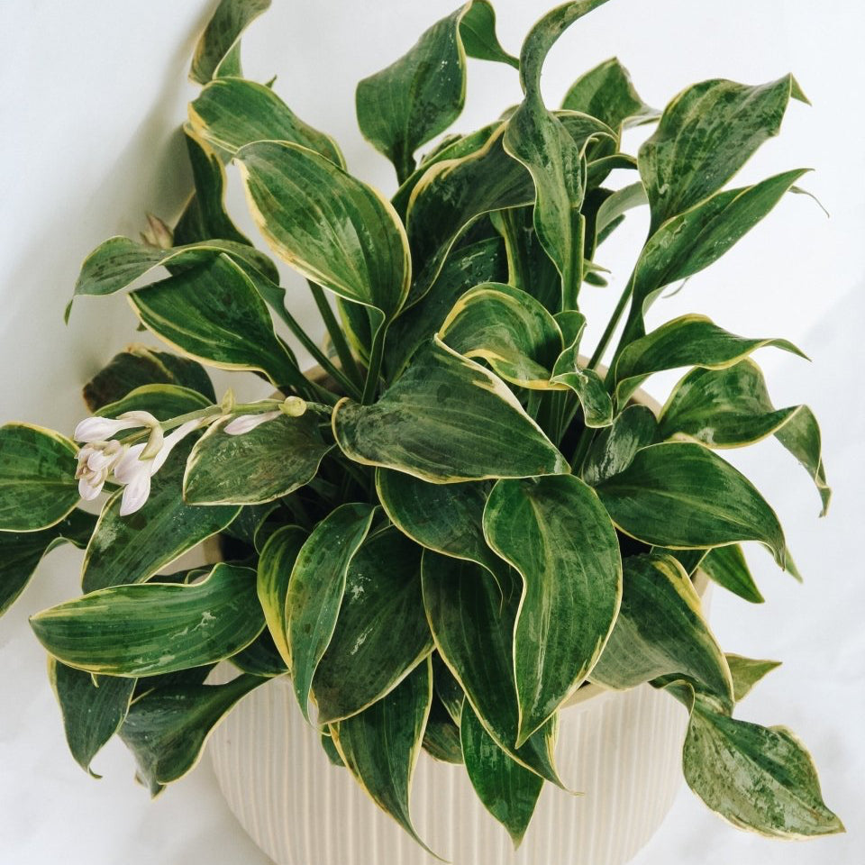First Frost Plantain Lily - LandscapeDirect