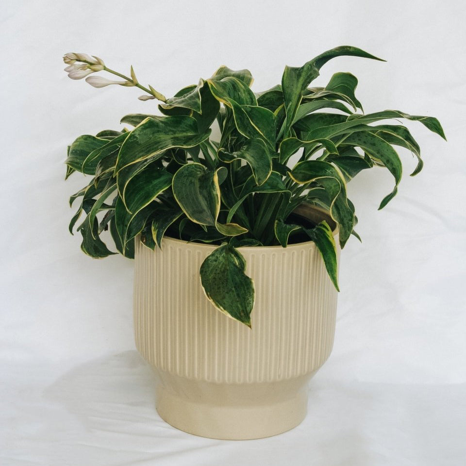 First Frost Plantain Lily – LandscapeDirect