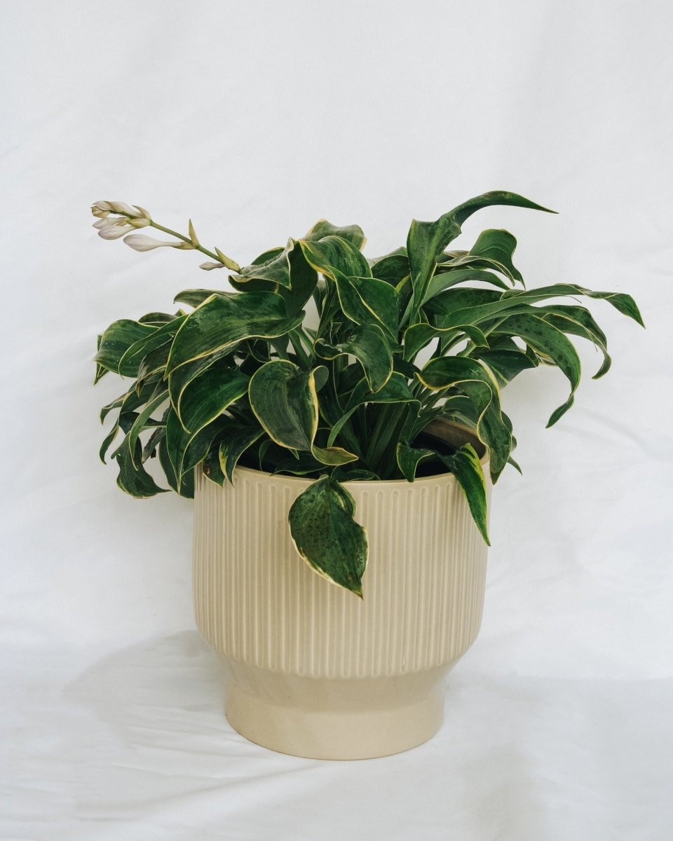 First Frost Plantain Lily - LandscapeDirect
