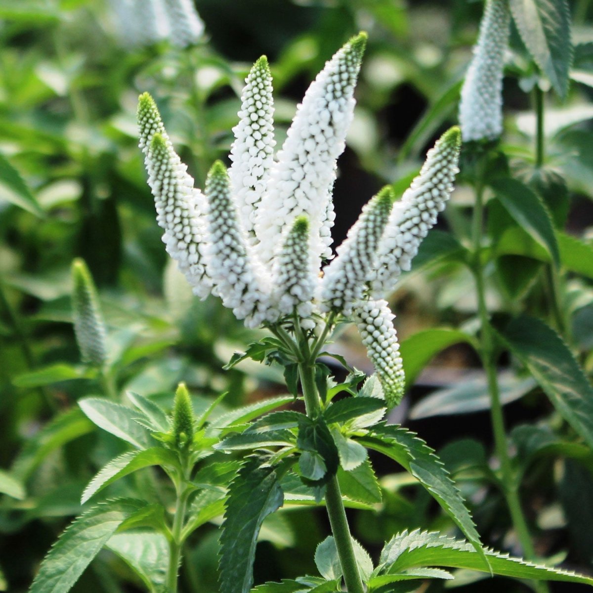 First Lady Speedwell – LandscapeDirect