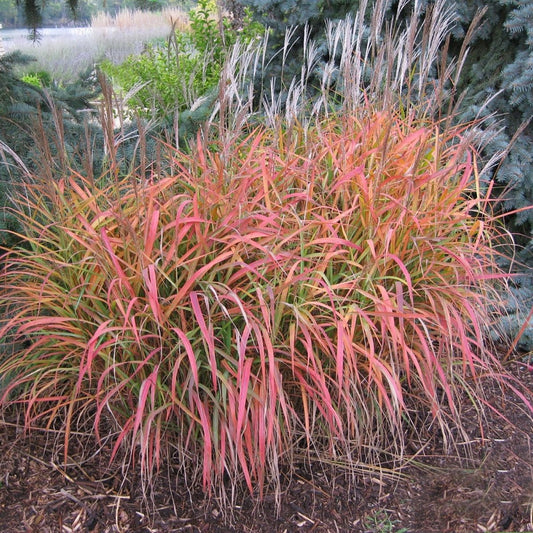 Flame Grass - LandscapeDirect