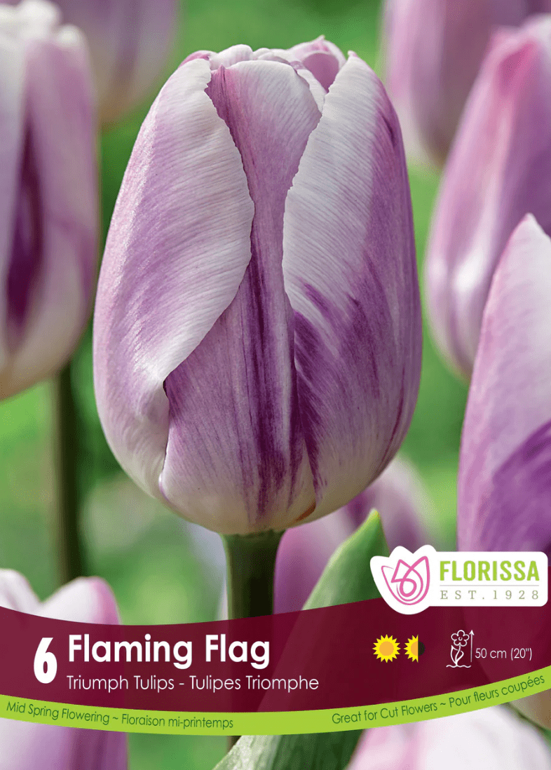 Flaming Flag Tulip - LandscapeDirect