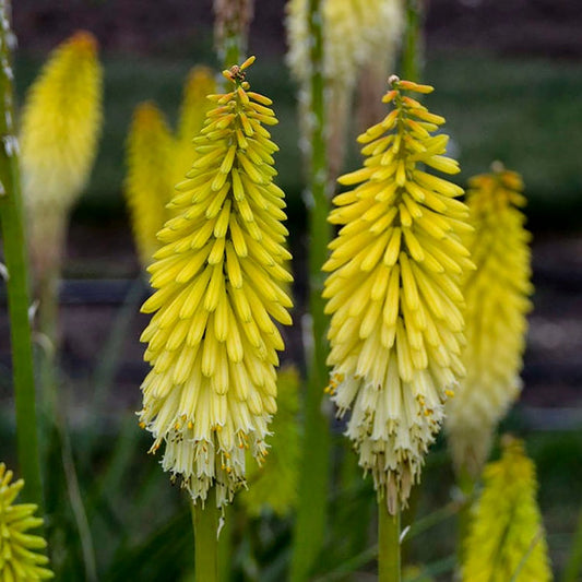 Flashpoint Red Hot Poker - LandscapeDirect