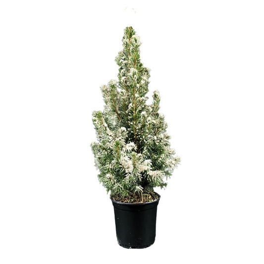 Flocked Dwarf Alberta Spruce - LandscapeDirect