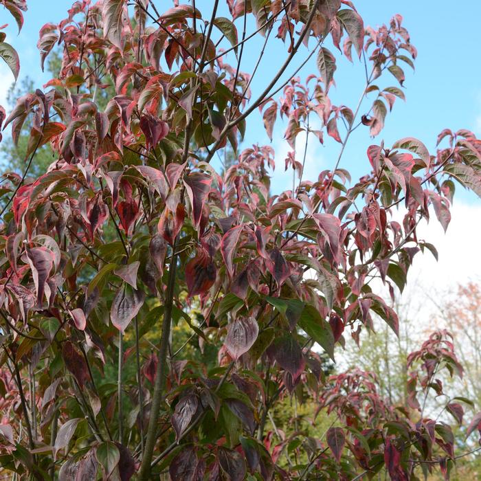 Flowering Dogwood - LandscapeDirect