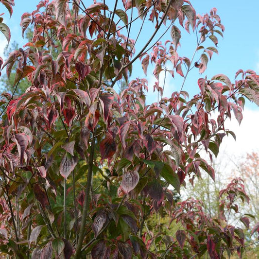 Flowering Dogwood - LandscapeDirect