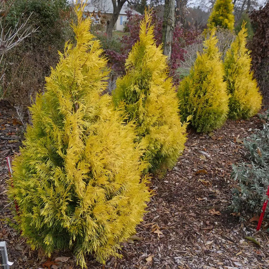 Fluffy Western Arborvitae - LandscapeDirect