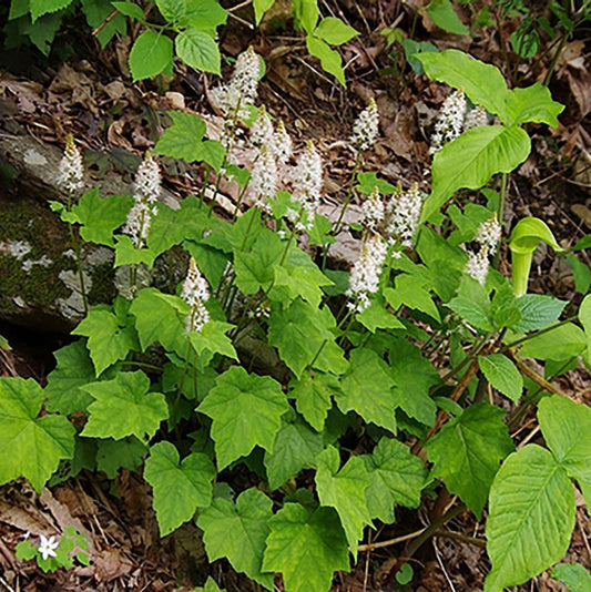 Foam Flower - LandscapeDirect