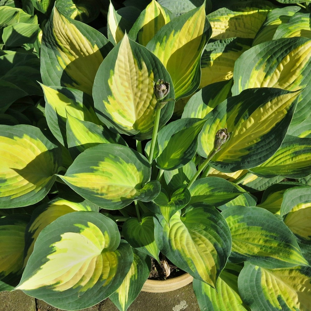 Forbidden Fruit Plantain Lily - LandscapeDirect