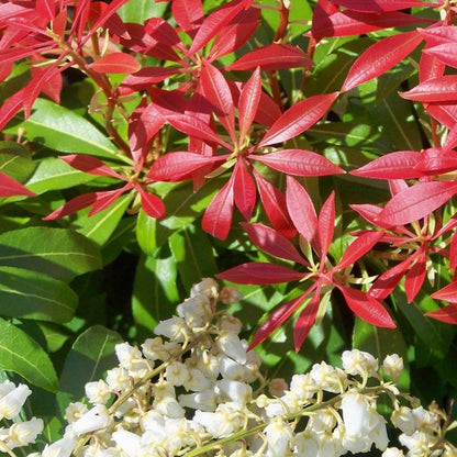 Forest Flame Pieris - LandscapeDirect