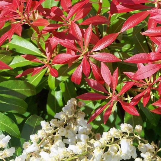 Forest Flame Pieris - LandscapeDirect