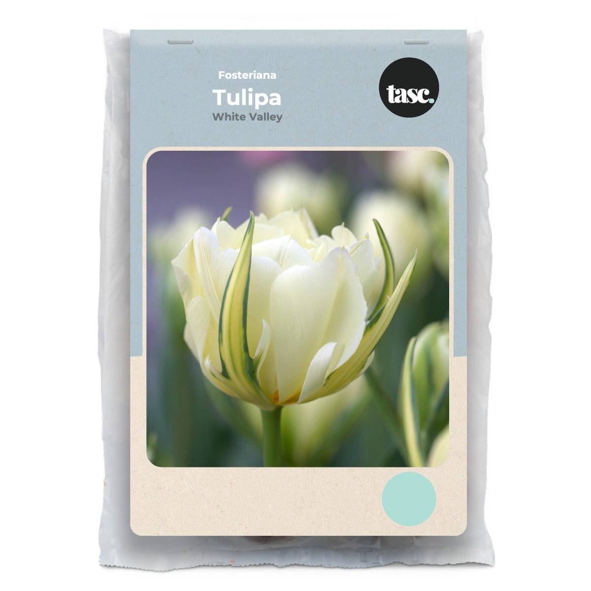 Fosteriana White Valley Tulip - LandscapeDirect