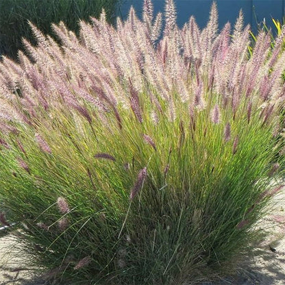 Fountain Grass - LandscapeDirect