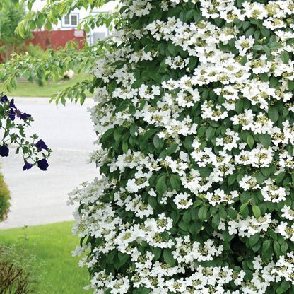 Fragrant Snowball - LandscapeDirect