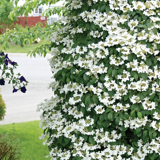 Fragrant Snowball - LandscapeDirect