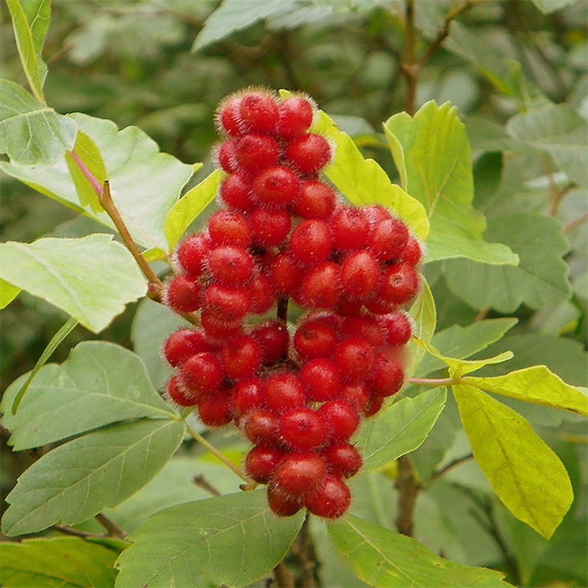 Fragrant Sumac – LandscapeDirect