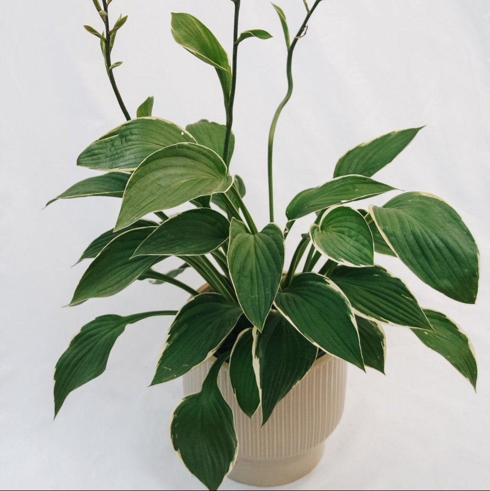 Francee Hosta - LandscapeDirect