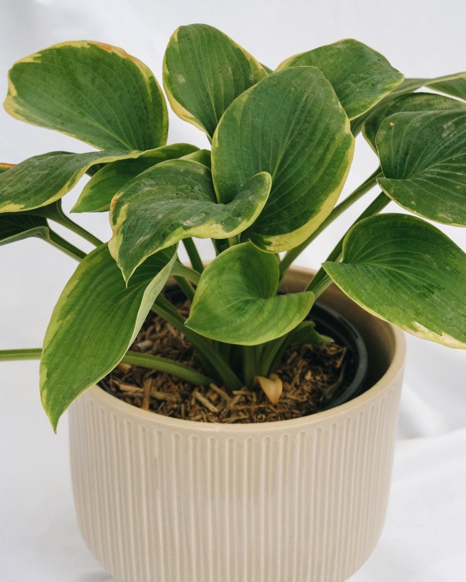 Frances Williams Hosta - LandscapeDirect